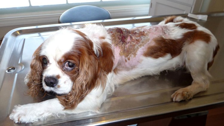 Термические ожоги у животных