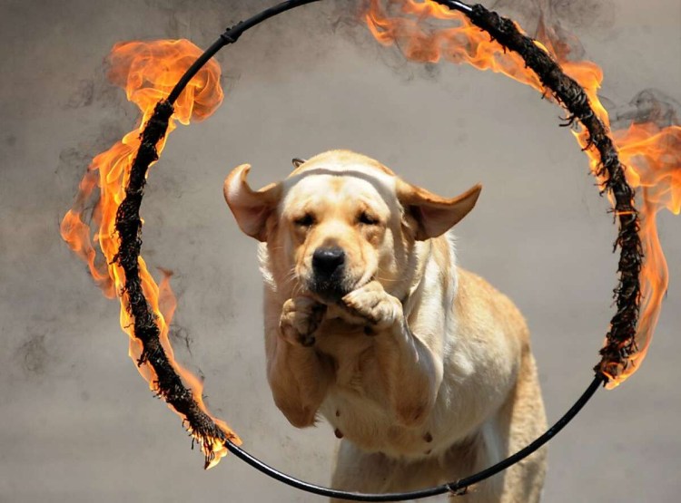 Собака прыгает через кольцо