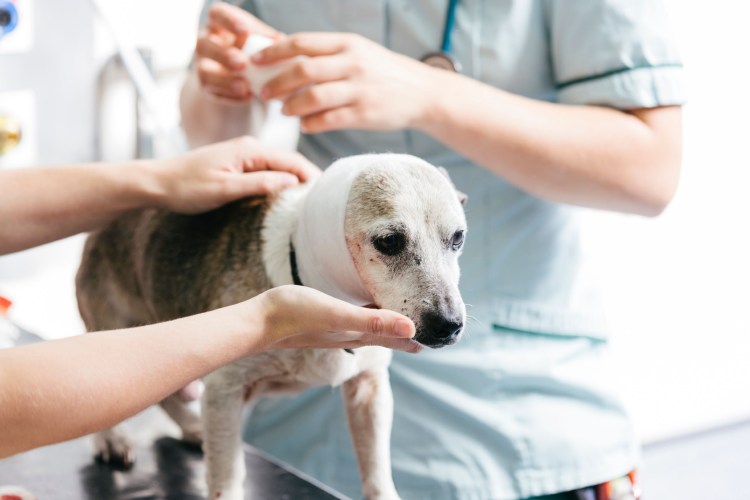 Крапивница у стаффордширского терьера