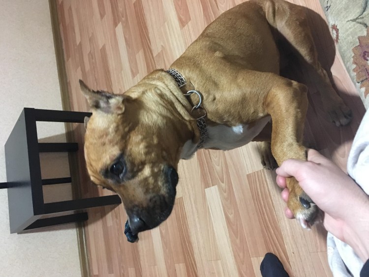 Собака у которой выпадают глаза