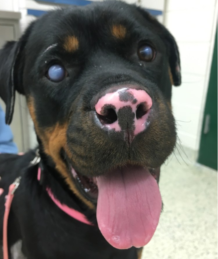 Парвовирусный энтерит немецкая овчарка