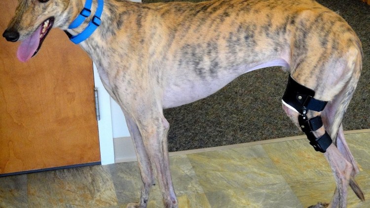 Девочку погрызли собаки