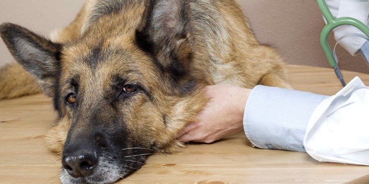 Гиперкератоз подушечек лап у собак