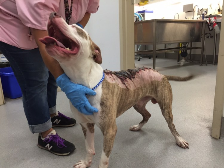 Ожог первой степени у собаки