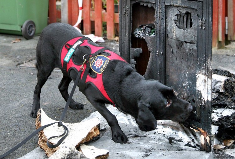 Серьезная рана у собаки