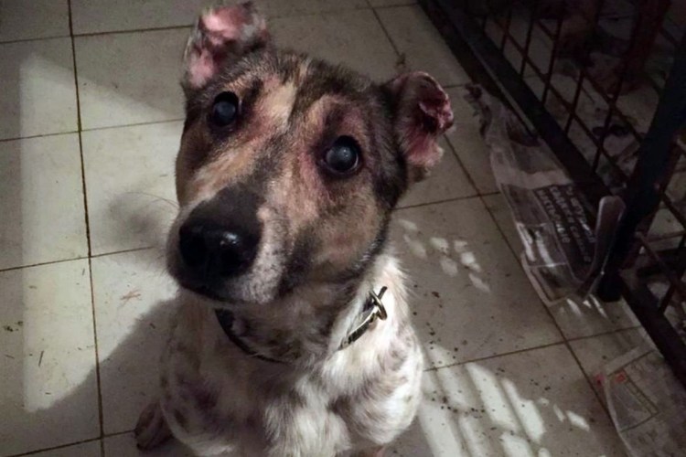 Плазмоцитарный пододерматит