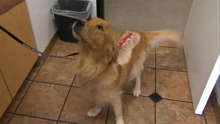 Лапы собак от реагентов