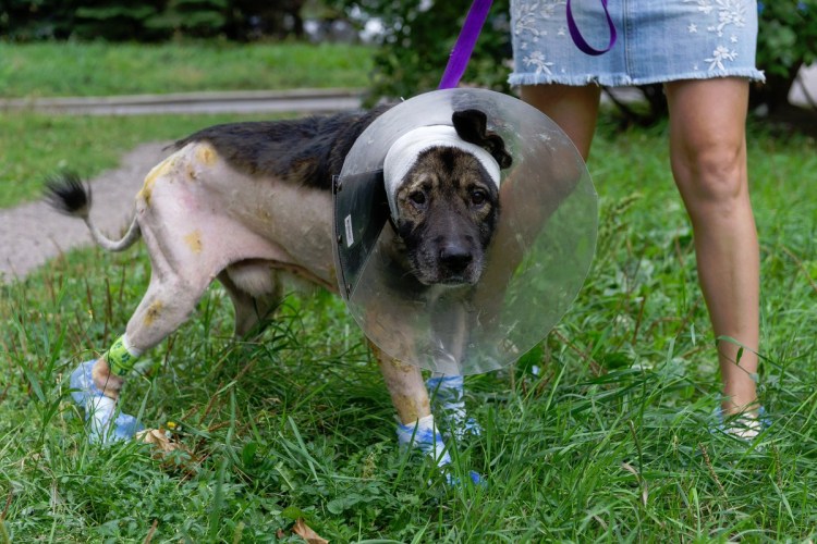 Уличные собаки больные