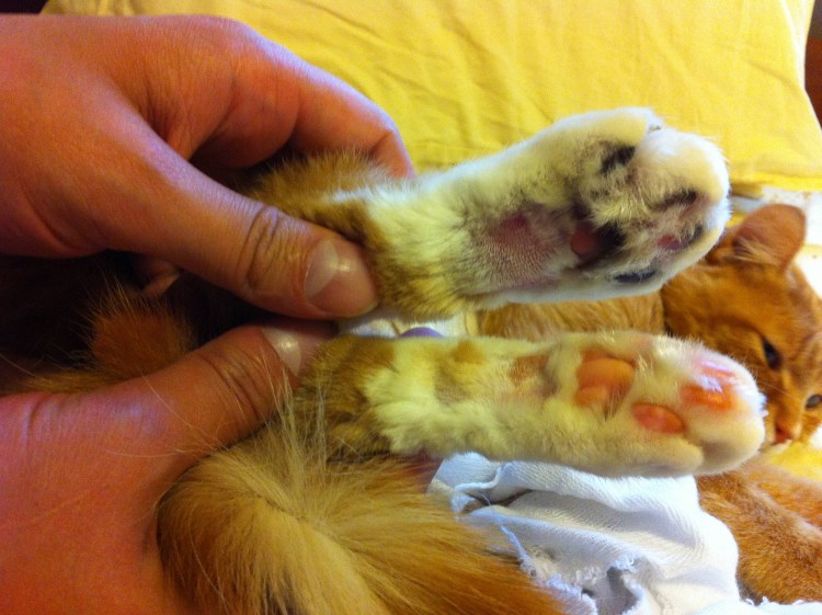 Собака на пепелище после пожара