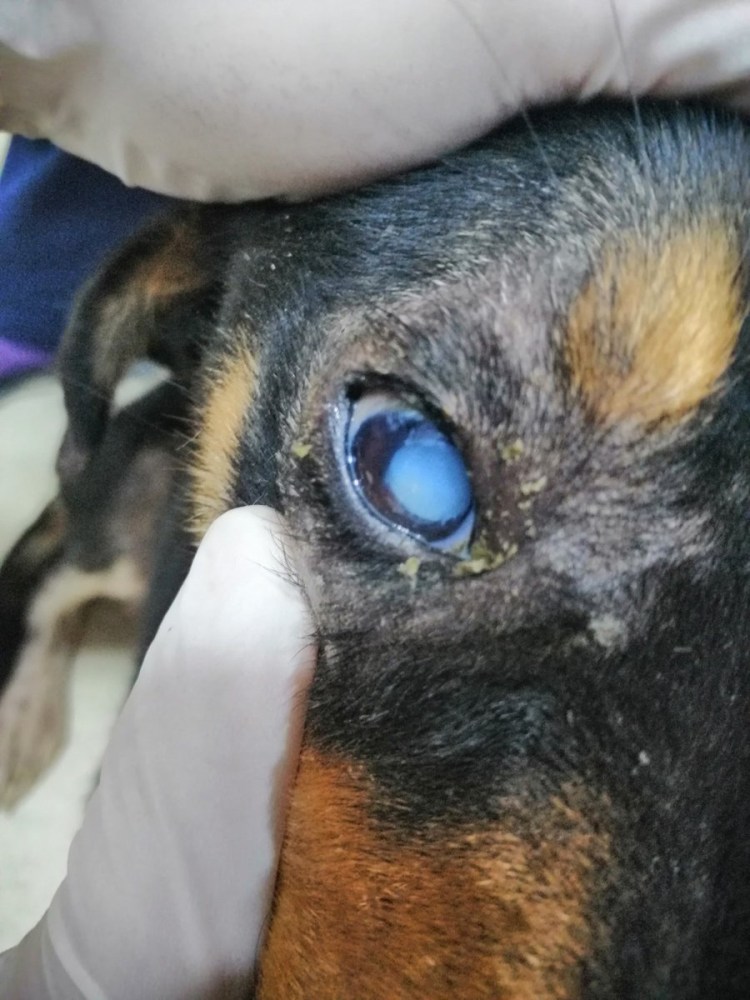 Пигментозный кератит у собак