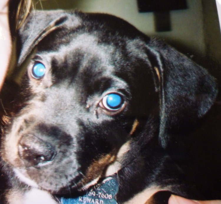 Пигментозный кератит у МОПСА