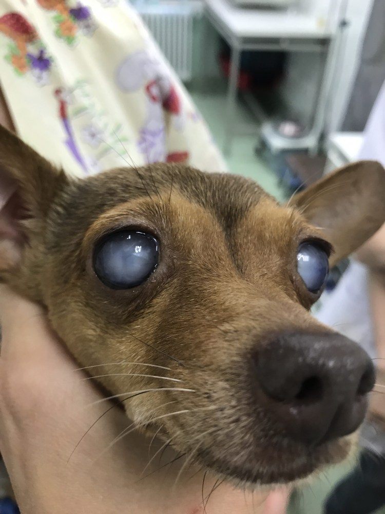 Катаракта у йоркширского терьера