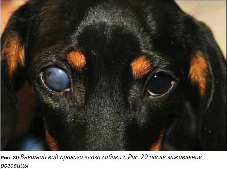 Конъюнктивит у Йорка фото