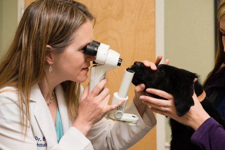 Глазные инфекции у собак