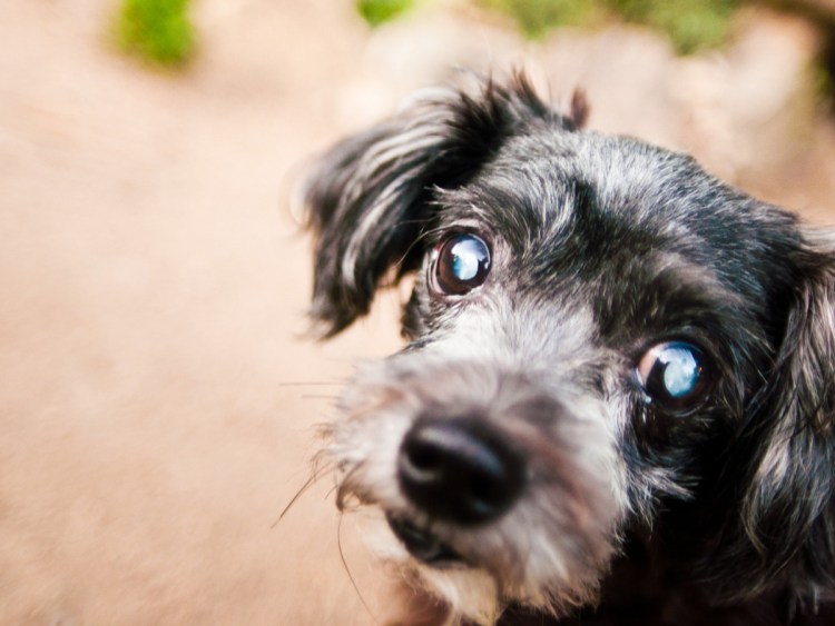 Вывих хрусталика у собаки