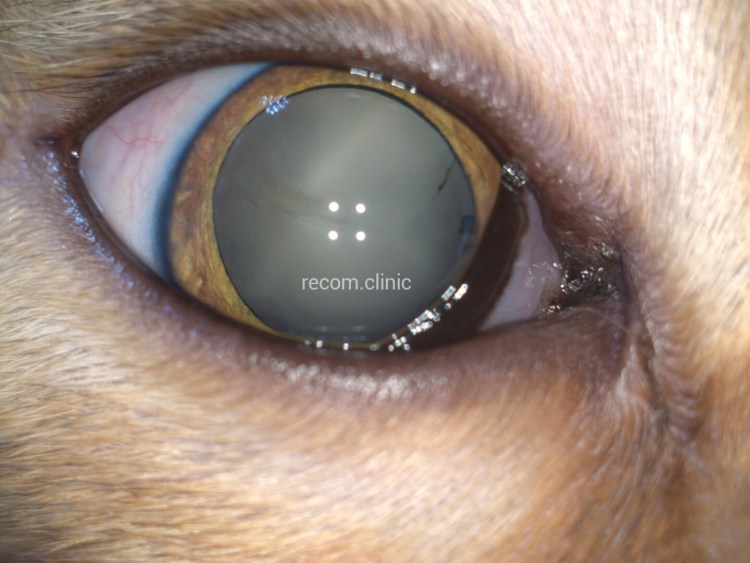 Глаукома глаза у животных