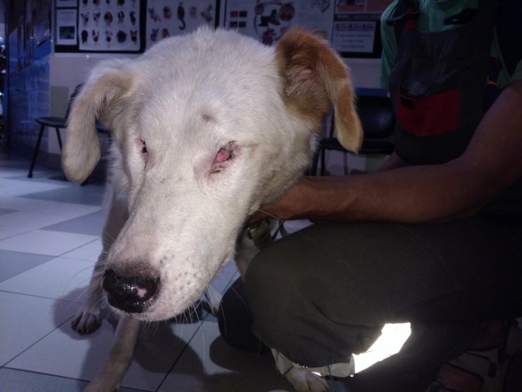 Кератит овчарок паннус