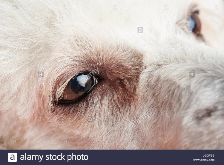 Дистрофия роговицы у собак