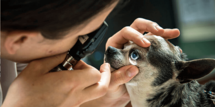 Пигментозный кератит у МОПСА