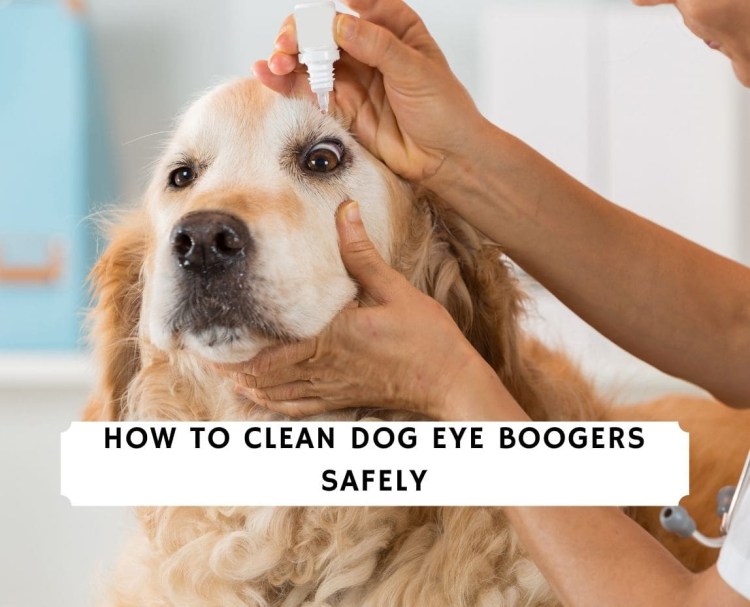 Собака с грустными глазами