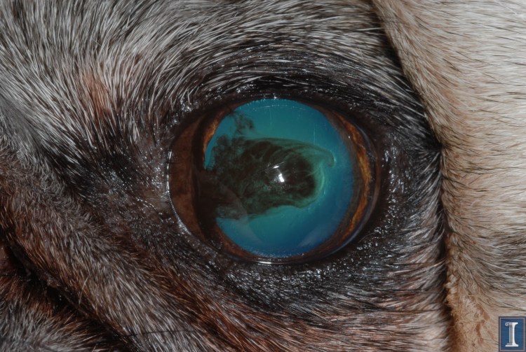 Бигль лежит