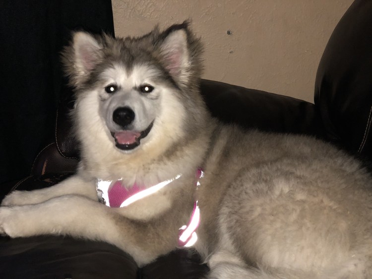 Хаски Аляскинский метис