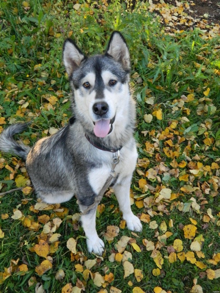 Метис хаски