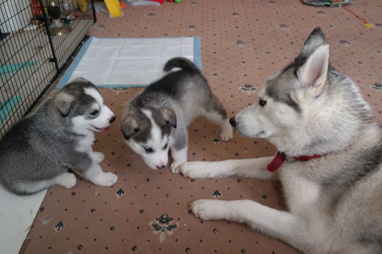 Длинношерстный хаски и маламут