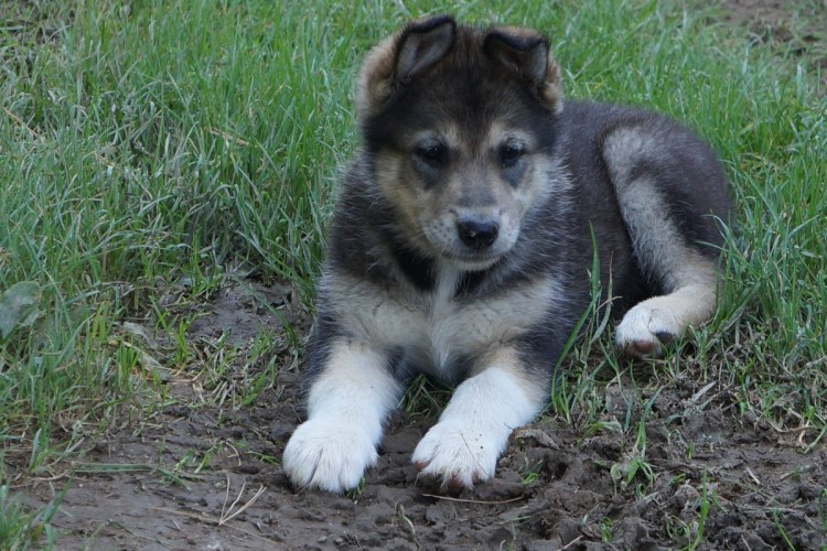 Хаски Аляскинский метис