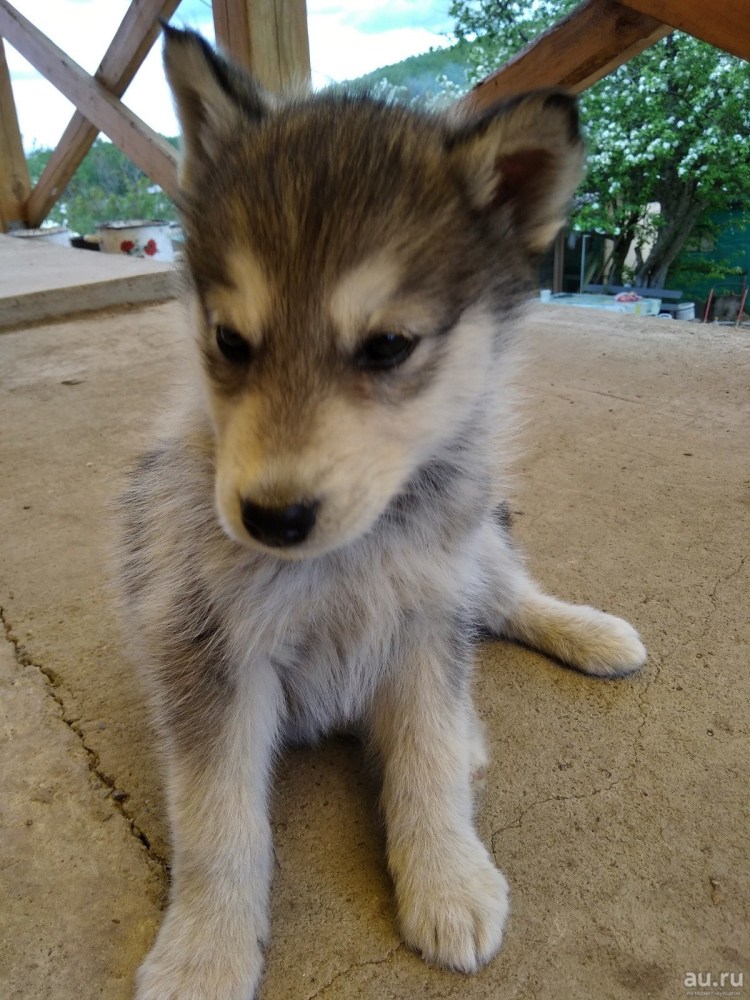 Маламут волкодав