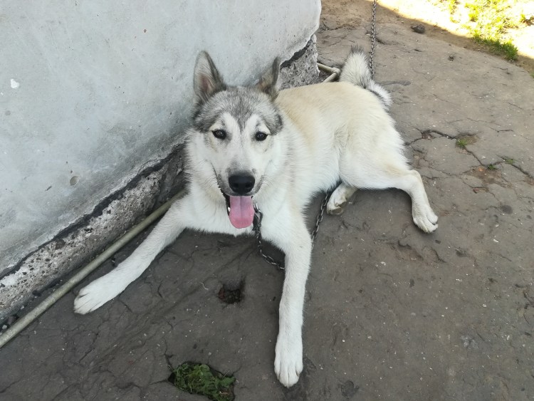Метис маламута и лайки