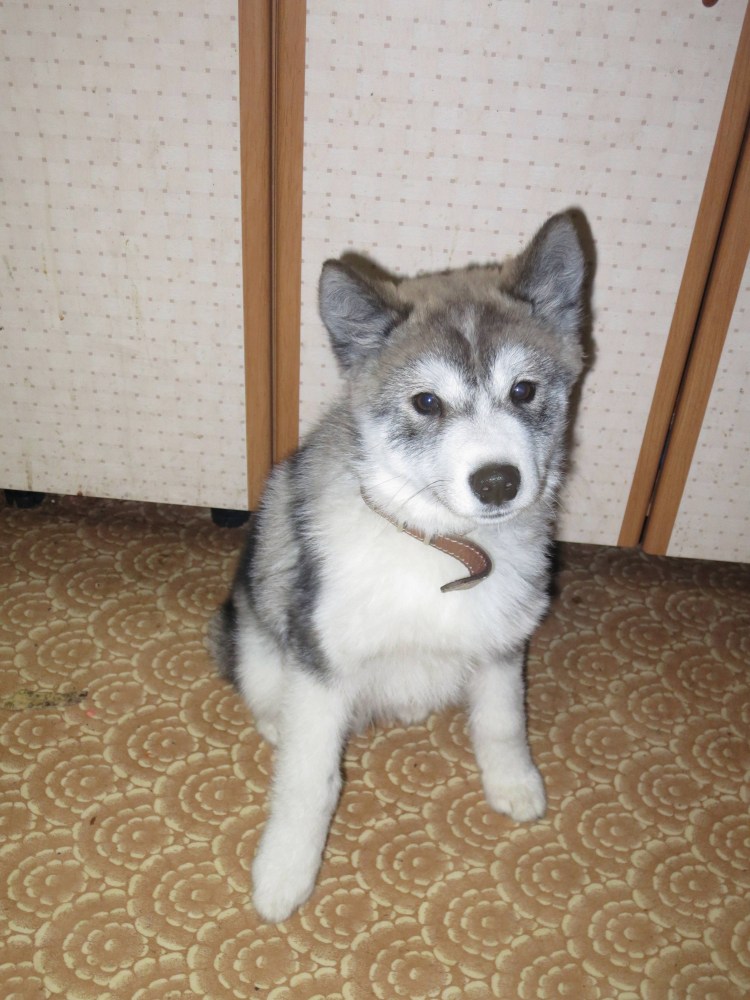 Метис хаски и маламута