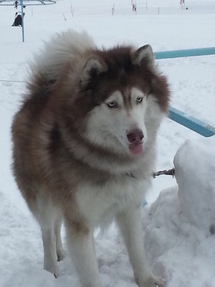 Маламут метис