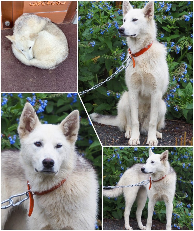 Маламут смесь с овчаркой