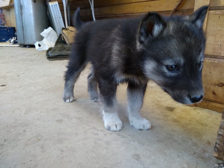 Помесь хаски и лайки щенки
