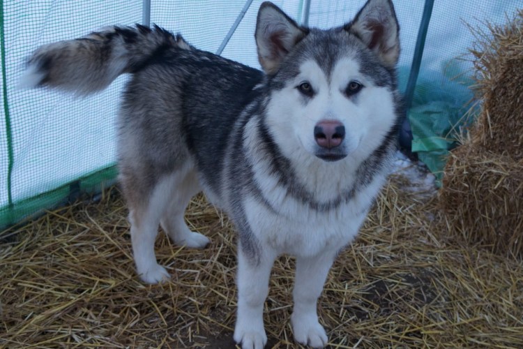 Маламут хаски+волкодав