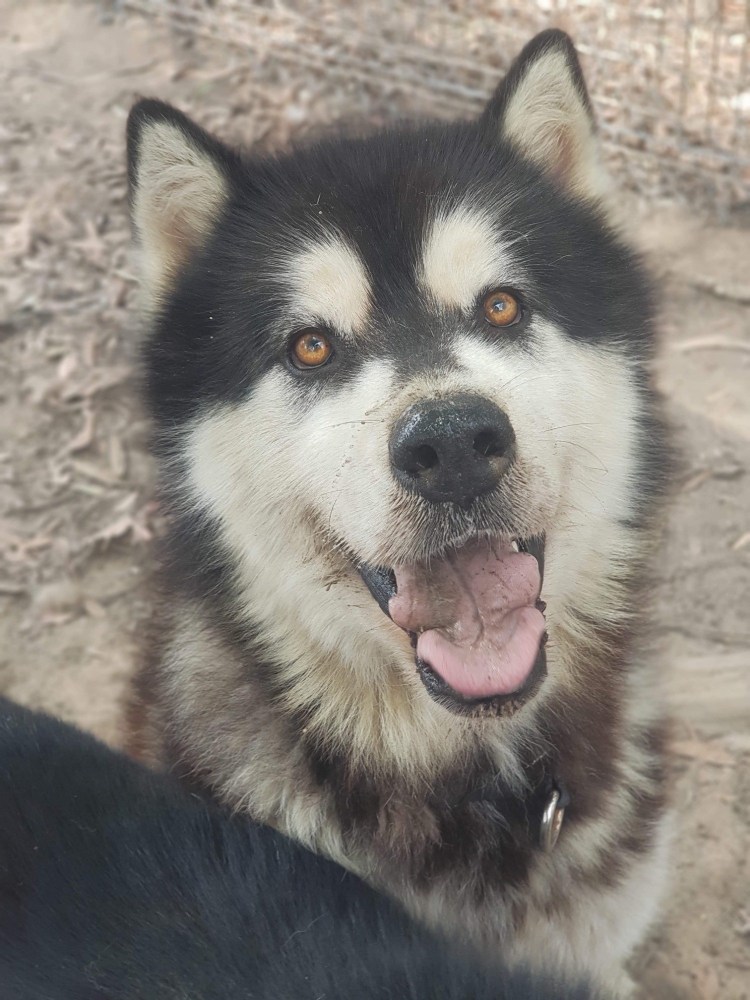 Маламут и хаски смесь