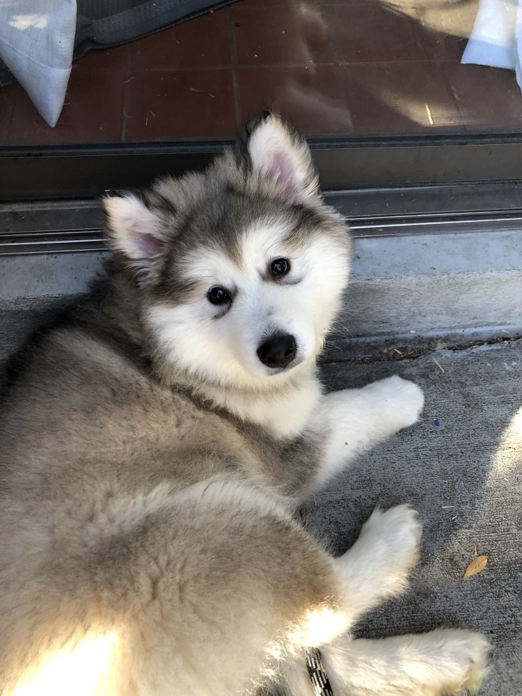 Аляскинский маламут метис с хаски