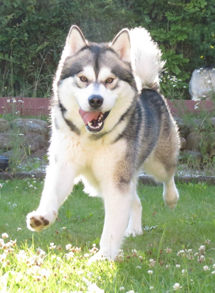 Хаски Аляскинский метис