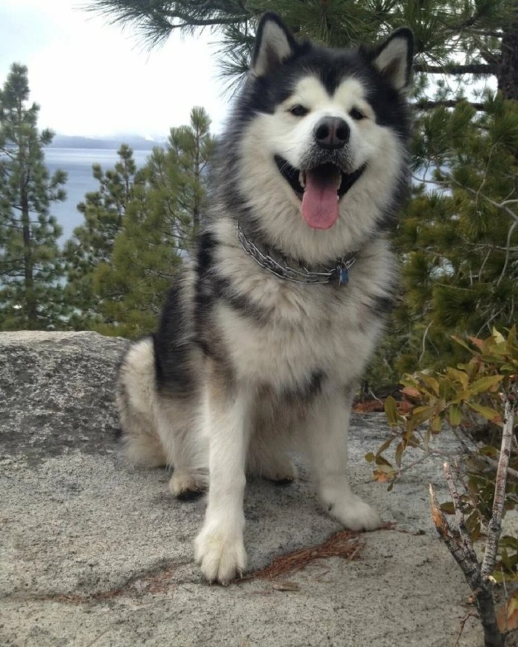 Маламут Аляскинский гигант
