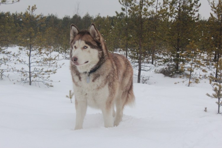 Щенки метисы хаски