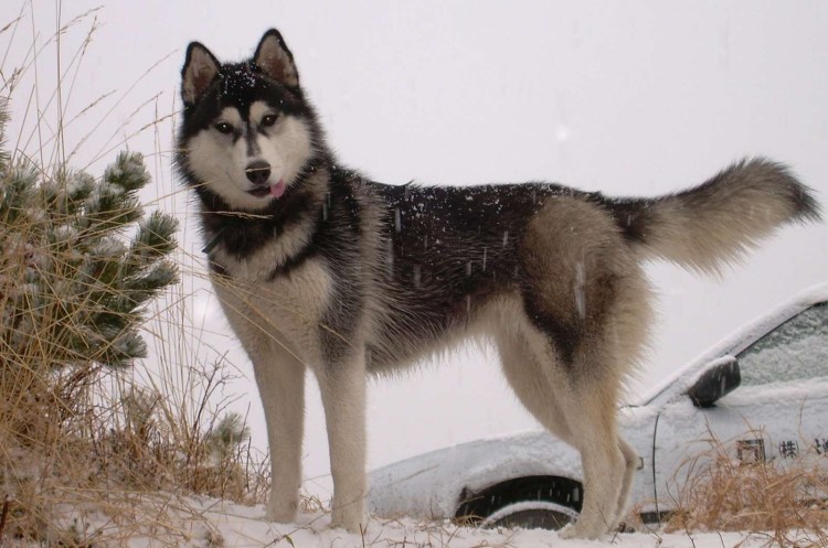 Помесь хаски и маламут
