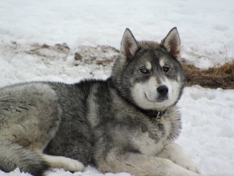 Метис хаски и лайки