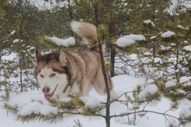 Маламут и хаски метис