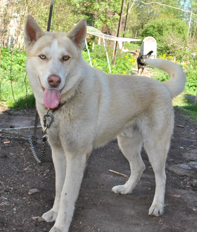Хаски сэпполы порода цена