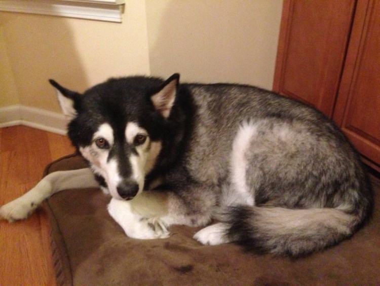 Собака метис хаски