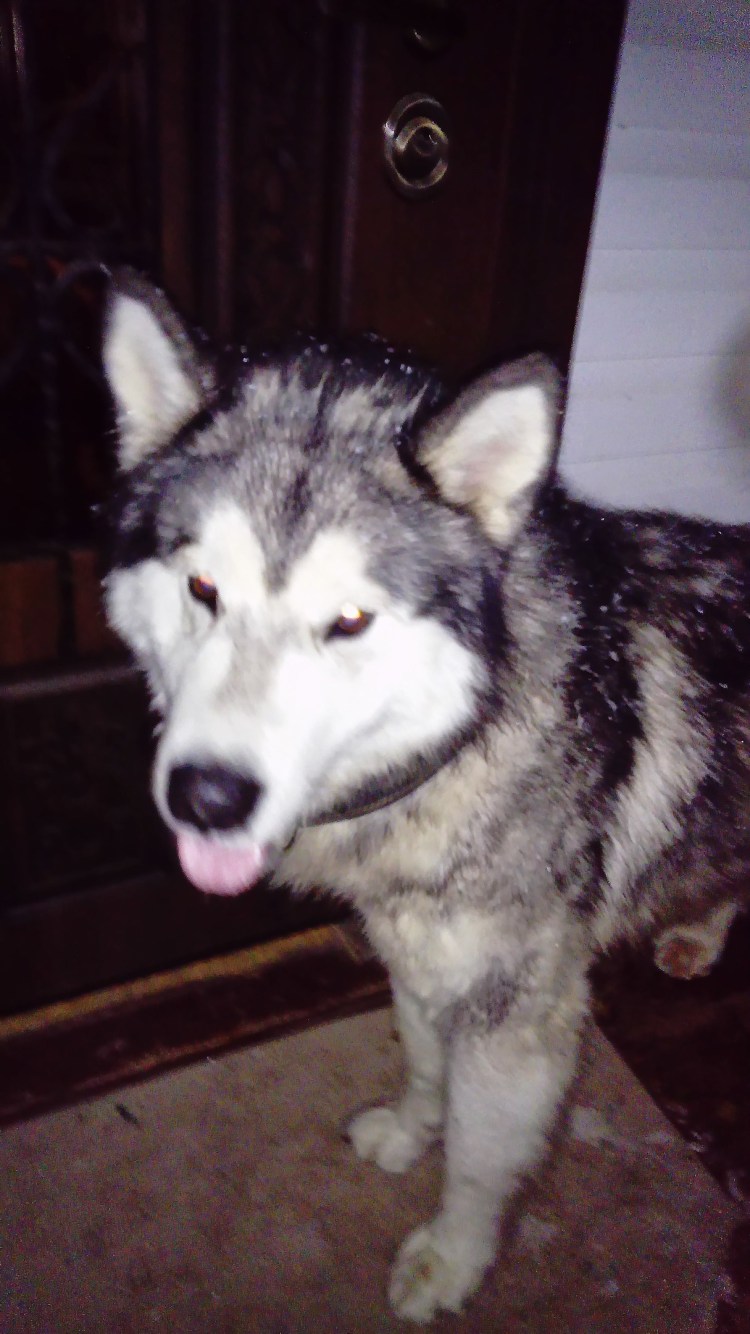 Хаски лайки маламуты