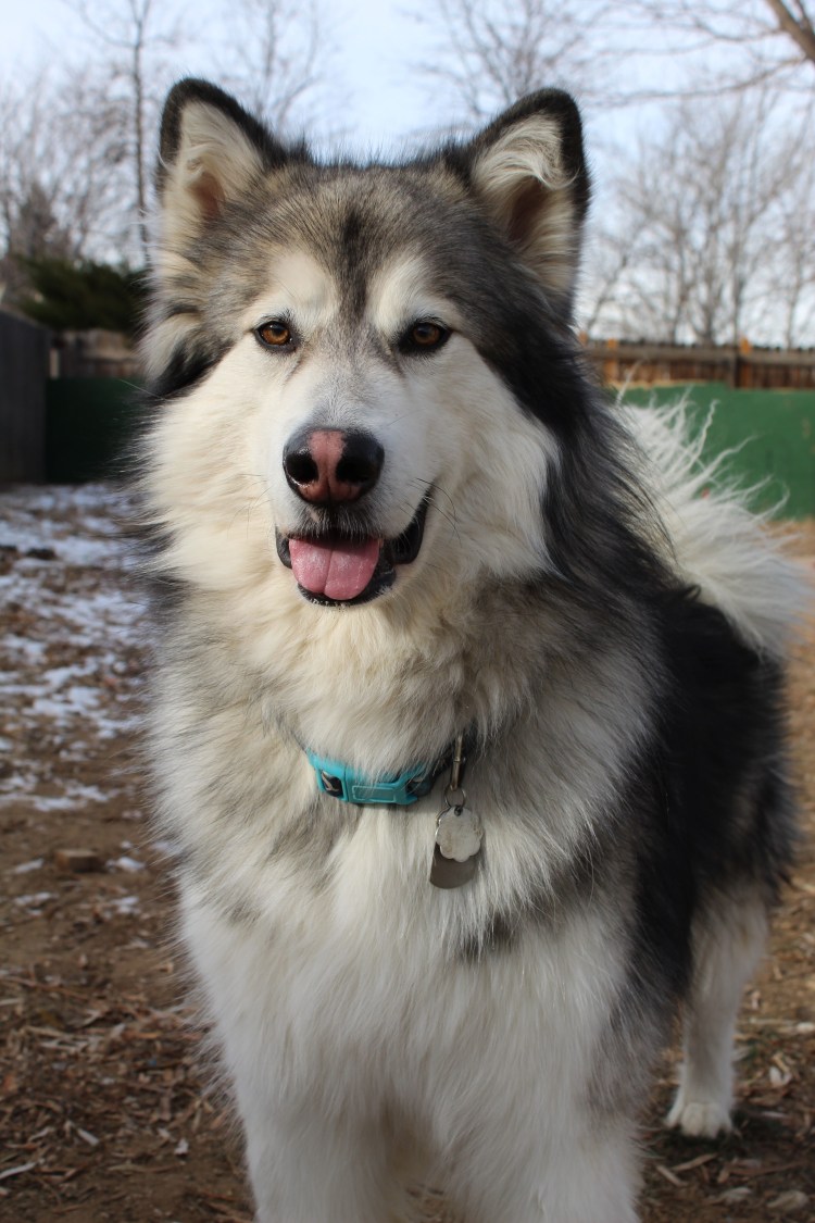 Хаски Аляскинский метис