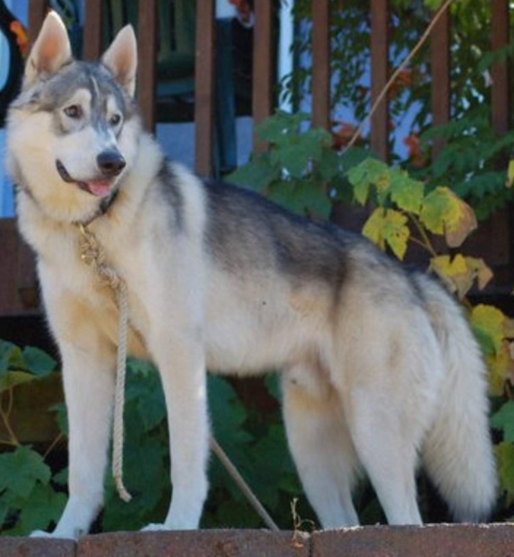 Аляскинский маламут и хаски
