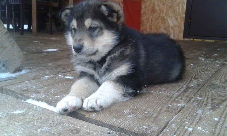 Маламут метис дворняжки